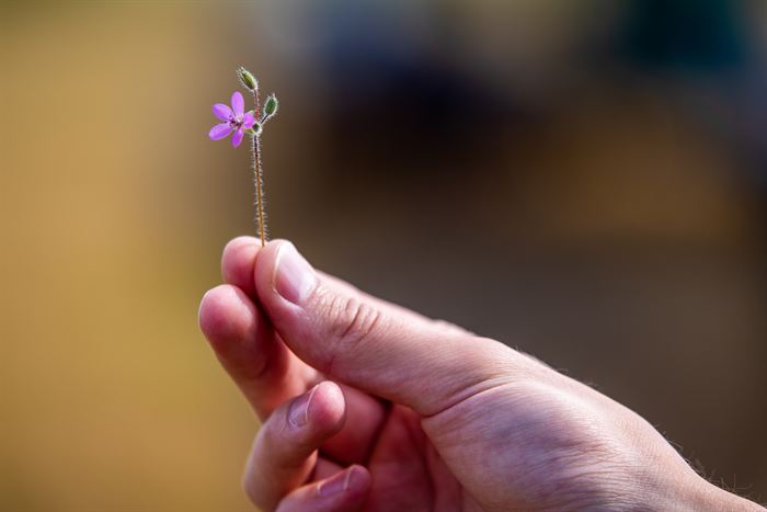A hand holding a single small pink flower on a thin stem