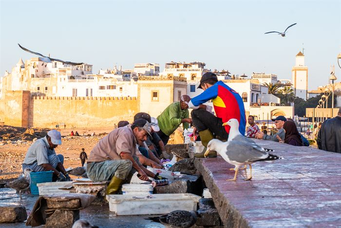Men gutting fish on a quayside with a gull nearby and white ramparts behind, Morocco