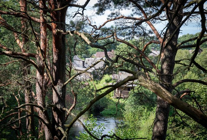 Wooden houses and a river glimpsed through the trunks and branches of tall pines