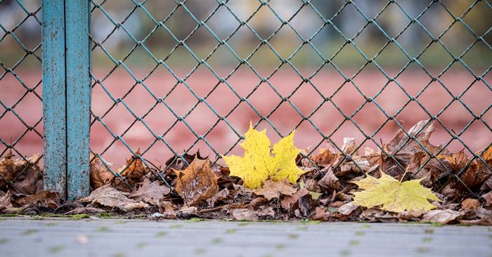 Yellow maple leaves gathered against the foot of a wire fence beside a running track