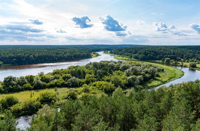 A wide river curving through dense pine forest, seen from high ground