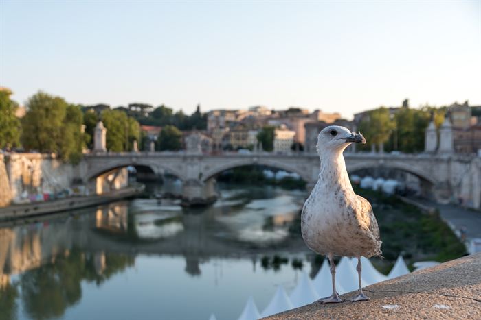 A young gull standing on a stone parapet above the Tiber, with a Roman bridge behind