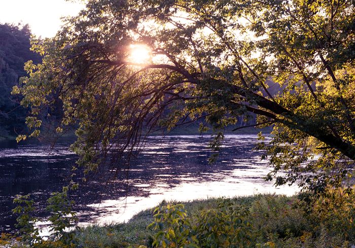 Low evening sun breaking through overhanging branches above a river
