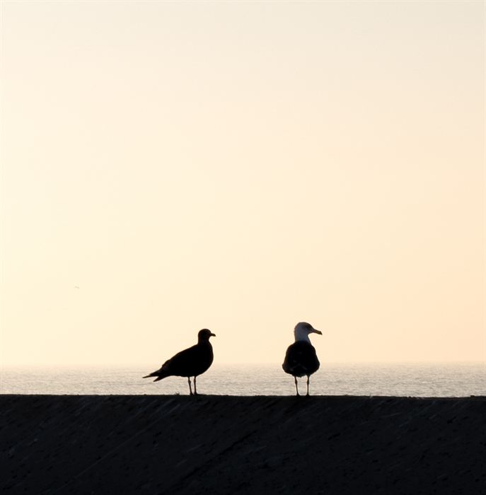 Two gulls silhouetted on a sea wall against a pale orange sunset