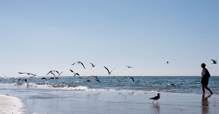 Gulls lifting off above the surf as a single walker crosses an empty beach