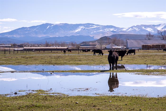 Cattle standing in a flooded pasture, mirrored in the water, snow-covered mountains behind