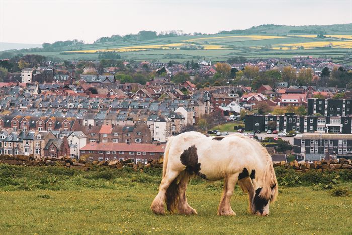 A piebald horse grazing on a clifftop pasture above a town of tiled roofs
