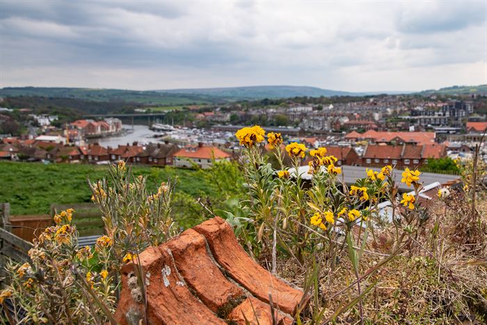 Yellow wallflowers growing on a clifftop above Whitby harbour, England