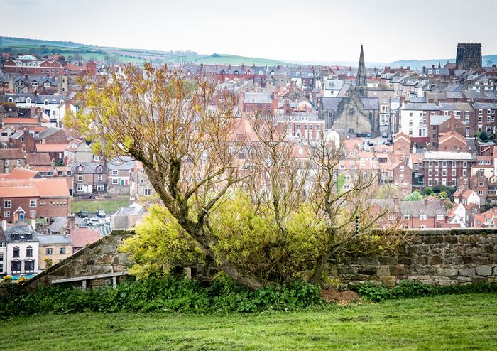 A wind-shaped tree beside a stone wall above the rooftops of an English town