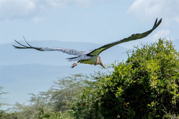 A marabou stork gliding low over acacia scrub with hills behind, Tanzania