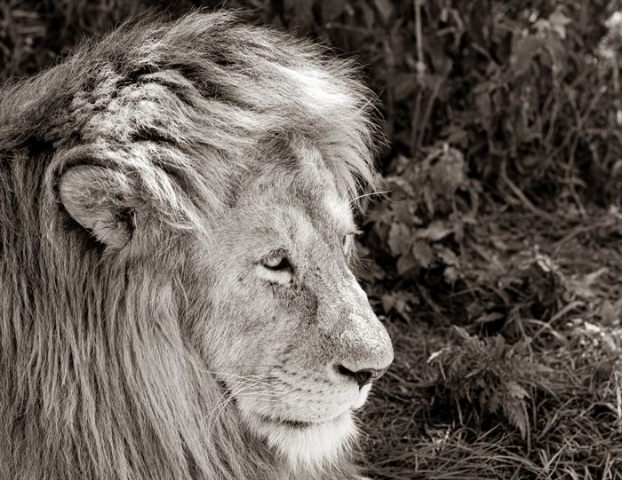 Head and mane of a male lion in profile, black and white, Tanzania