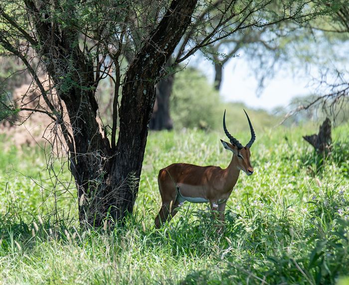 A male impala standing in tall grass beside an acacia trunk, Tanzania