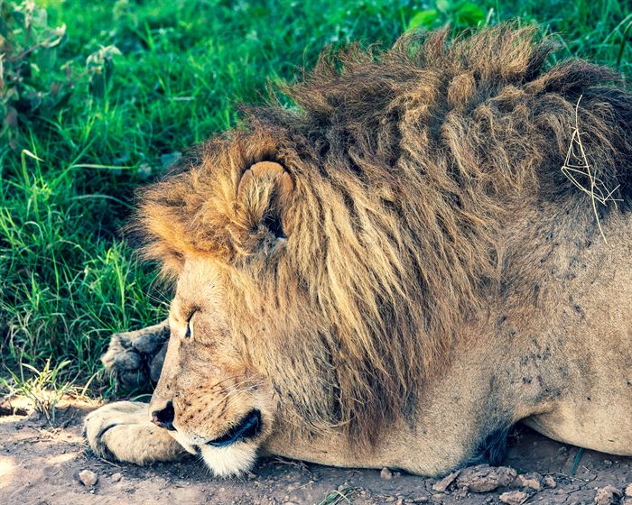 A male lion asleep on bare earth beside green grass, Tanzania