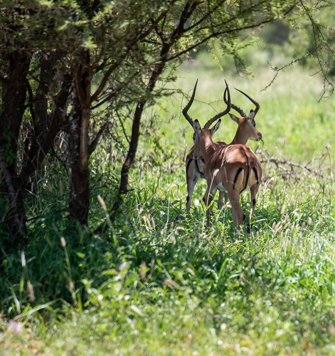 Two impalas walking away into sunlit grass beneath acacias, Tanzania