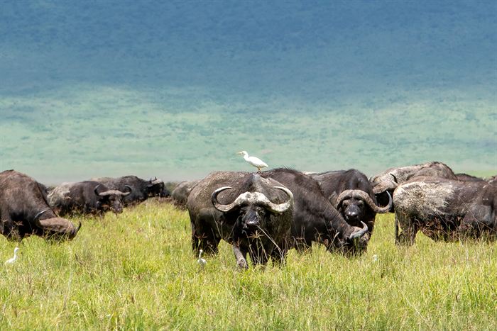 A herd of Cape buffalo grazing with a cattle egret perched on one of their backs, Ngorongoro, Tanzania