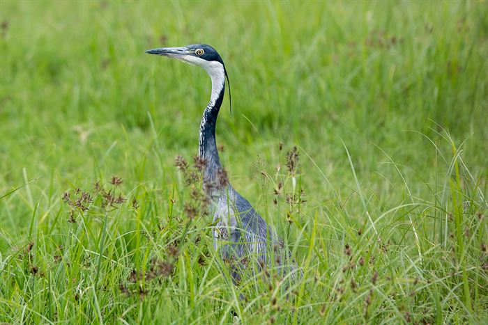 A black-headed heron standing in tall green grass, Tanzania
