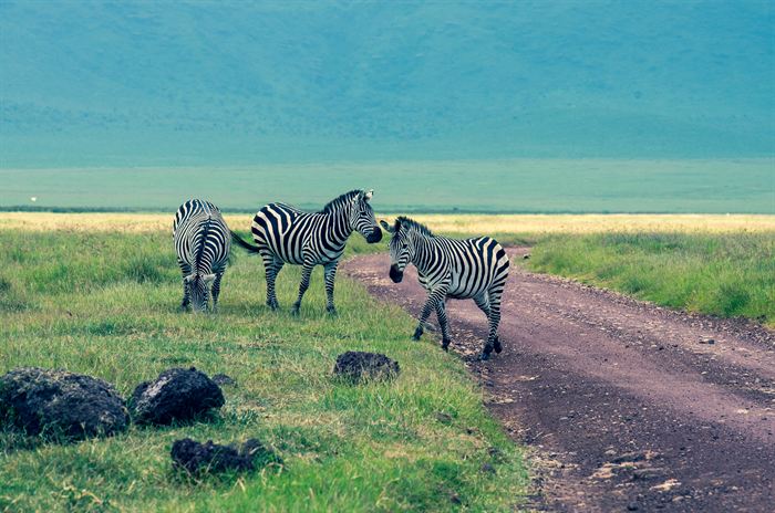 Three zebras crossing a dirt track on the floor of the Ngorongoro crater, Tanzania