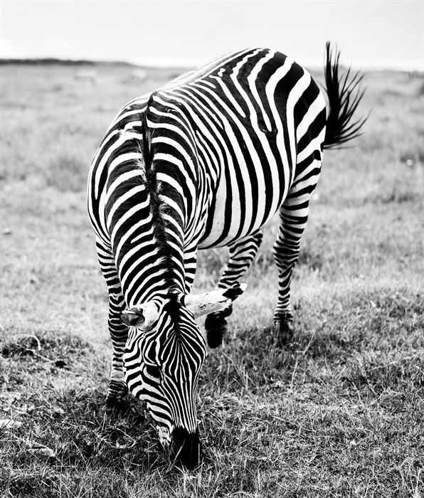 A zebra grazing head down, its stripes filling the frame, black and white, Tanzania