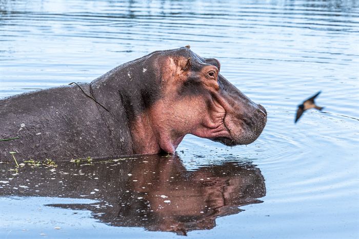 A hippopotamus half out of the water as a swallow flies past its head, Tanzania
