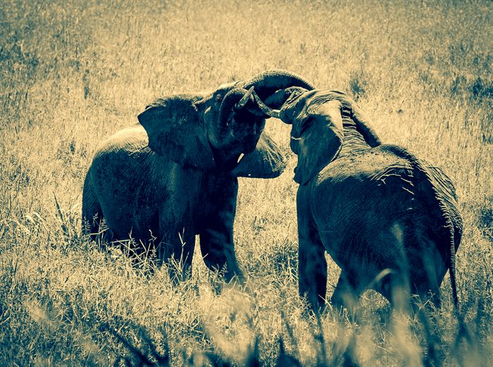 Two elephants with their trunks locked together in dry grass, toned, Tanzania
