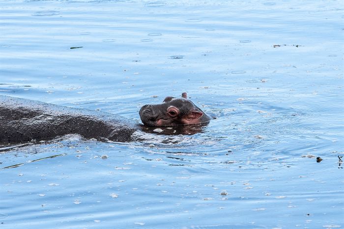 A hippopotamus watching from the water with only its eyes and nostrils showing, Tanzania