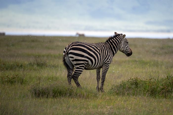 A zebra standing in grassland on the floor of the Ngorongoro crater, Tanzania
