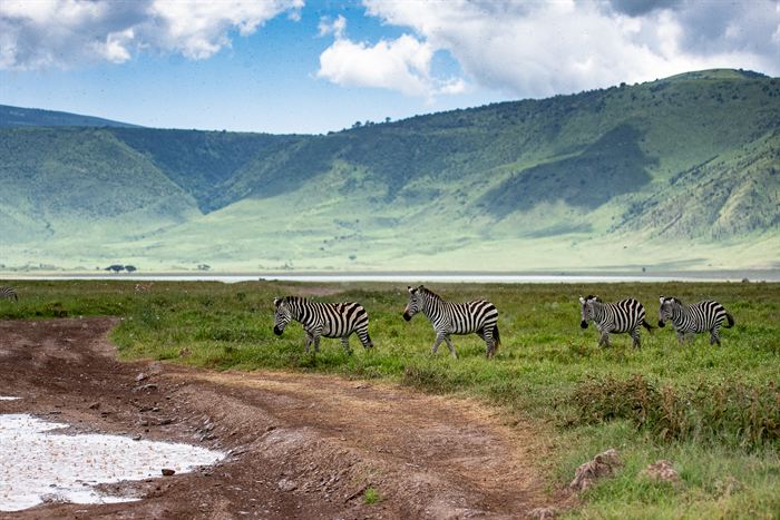 Four zebras walking along a track below the green wall of the Ngorongoro crater, Tanzania
