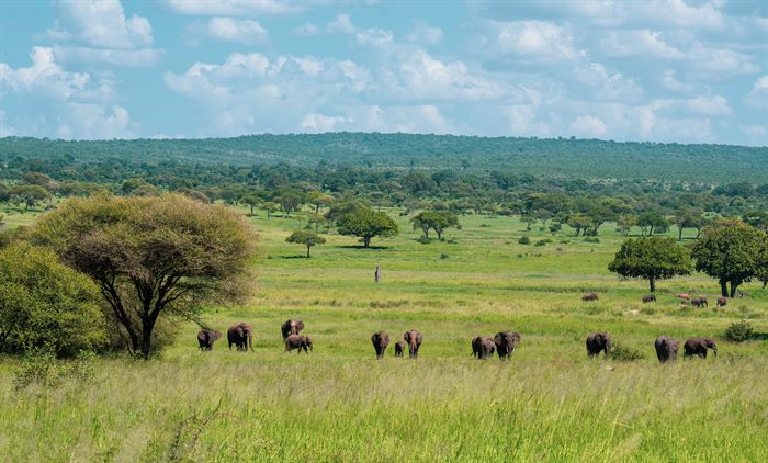 A herd of elephants spread across green savanna dotted with acacias, Tanzania
