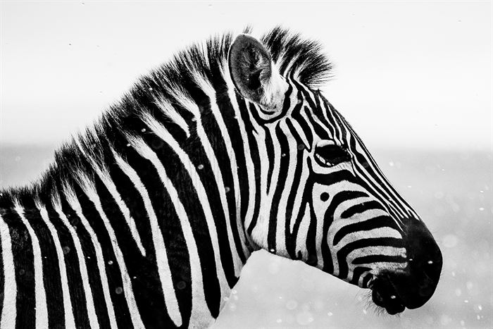 Close portrait of a zebra head and neck, stripes filling the frame, black and white, Tanzania