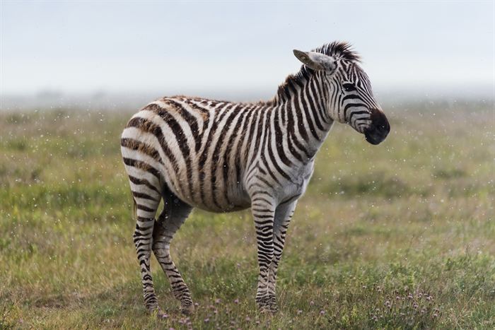 A zebra standing in flowering grass in soft mist, Tanzania