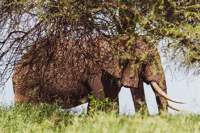 A tusked elephant partly hidden behind thorn branches, Tanzania
