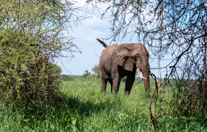 An elephant walking towards the camera through tall green grass, Tanzania