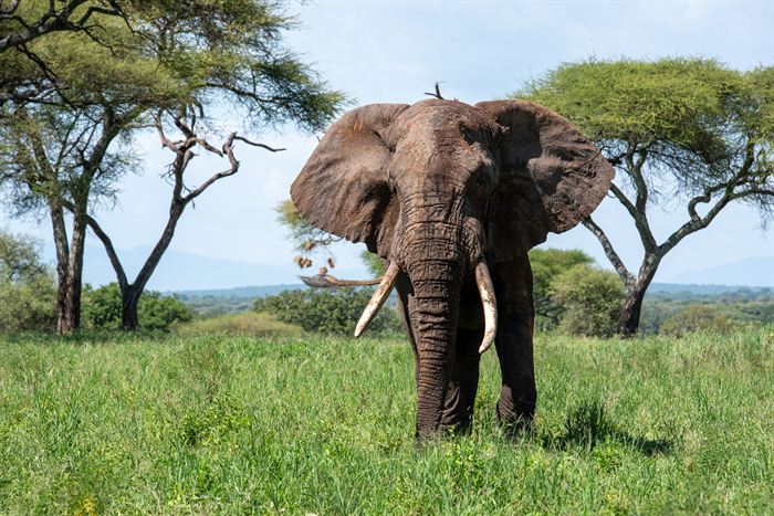 A large tusked elephant standing between flat-topped acacias, Tanzania