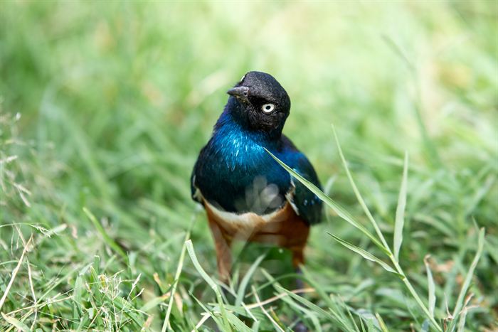 A superb starling with iridescent blue plumage standing in grass, Tanzania
