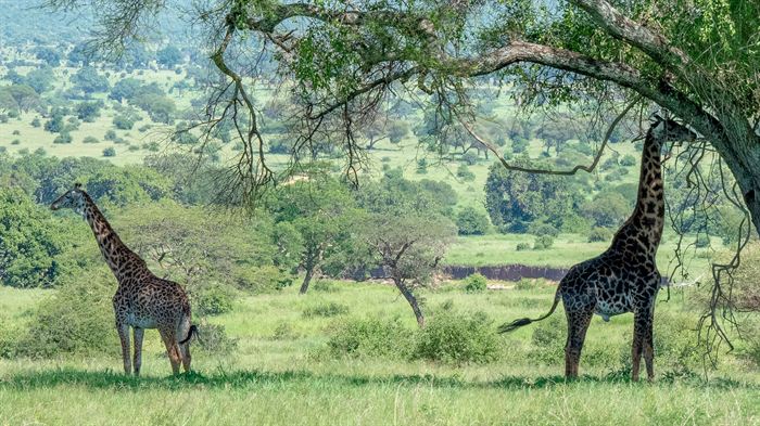 Two giraffes feeding beneath a broad acacia on open savanna, Tanzania