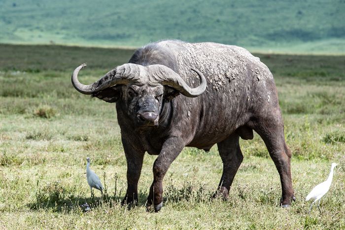 A Cape buffalo bull facing the camera with two cattle egrets nearby, Ngorongoro, Tanzania