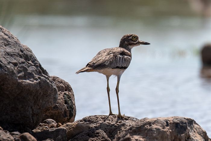 A water thick-knee standing on lava rocks at the edge of a pool, Tanzania