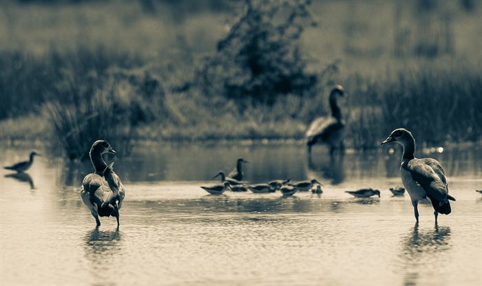 Egyptian geese and ducks standing in shallow water, toned blue, Tanzania