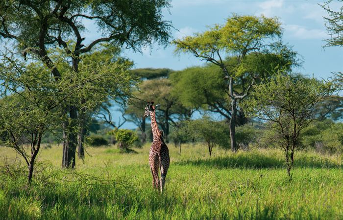 A giraffe walking away through open acacia woodland, Tanzania