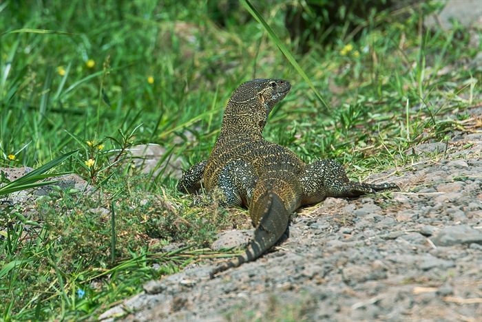 A Nile monitor lizard resting on gravel beside a track, Tanzania