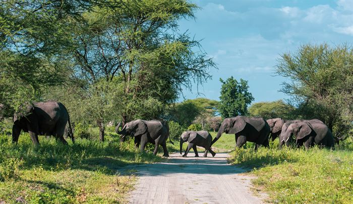 A family of elephants crossing a dirt road in single file, Tanzania