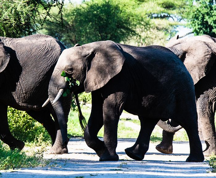 Elephants walking close together, one carrying a leafy branch in its trunk, Tanzania