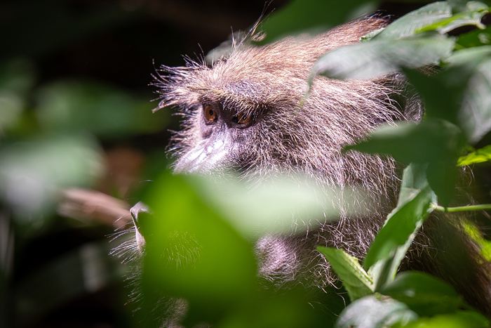 A blue monkey looking out from dense green foliage, Tanzania