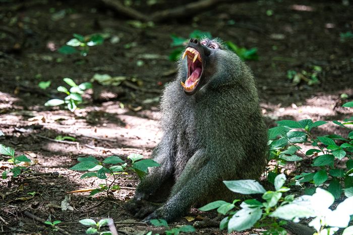 An olive baboon sitting on the forest floor with its mouth wide open, Tanzania