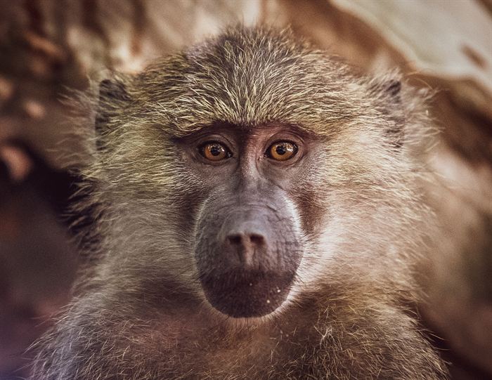 Close portrait of an olive baboon looking directly at the camera, Tanzania