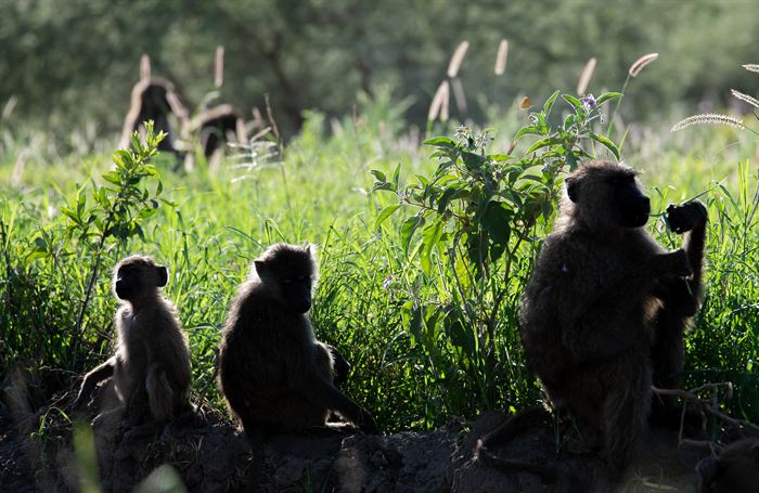 Three baboons sitting on a bank, backlit against tall grass, Tanzania
