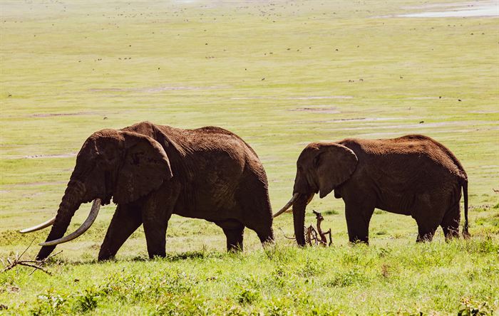 Two elephants walking across the open floor of the Ngorongoro crater, Tanzania
