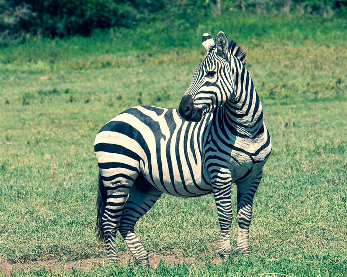 A zebra standing square on and looking straight at the camera, Tanzania
