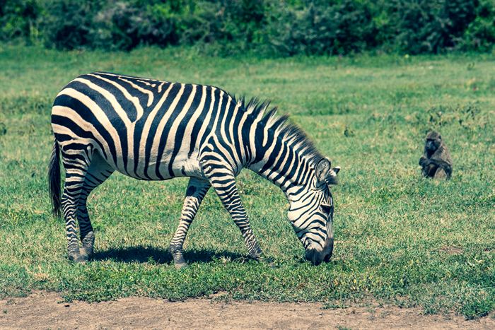 A zebra grazing with a baboon sitting in the grass behind, Tanzania