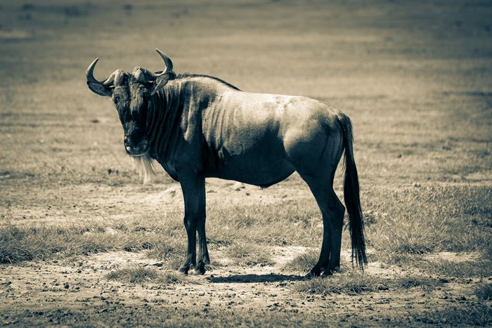 A single wildebeest standing on dry open plain, toned, Tanzania